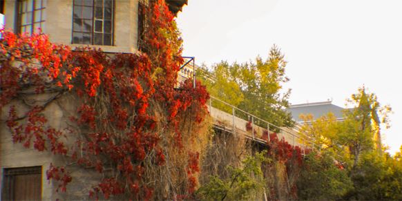 Fall trees and leave with building in background