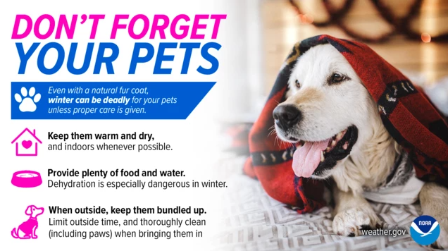 pets in cold weather